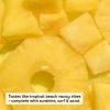 imageeos 100 Natural ampamp Organic Lip Balm 3 Pack Dermatologist Recommended AllDay Moisture Made for Sensitive Skin Lip Care Products 025 ozPineapple Passionfruit